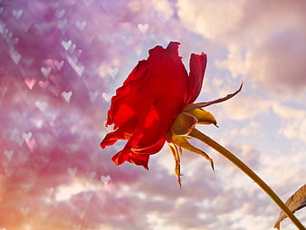 Lovely Rose Red 3d Rose Love Flower Hd Wallpaper Peakpx