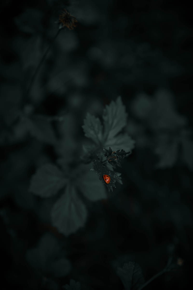 ladybug, leaf, plants, macro, dark, HD phone wallpaper