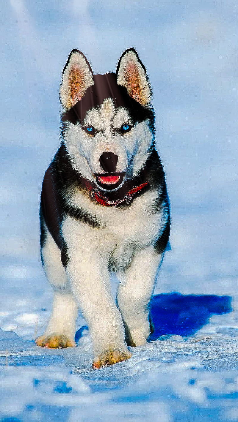 Husky, puppy, kittens, dogs, wolf, dog, puppies, cute, HD phone ...