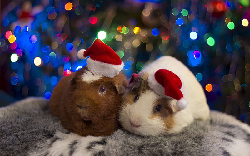 guinea pigs, Christmas, New Year, funny animals, cute animals, pets, evening, HD wallpaper