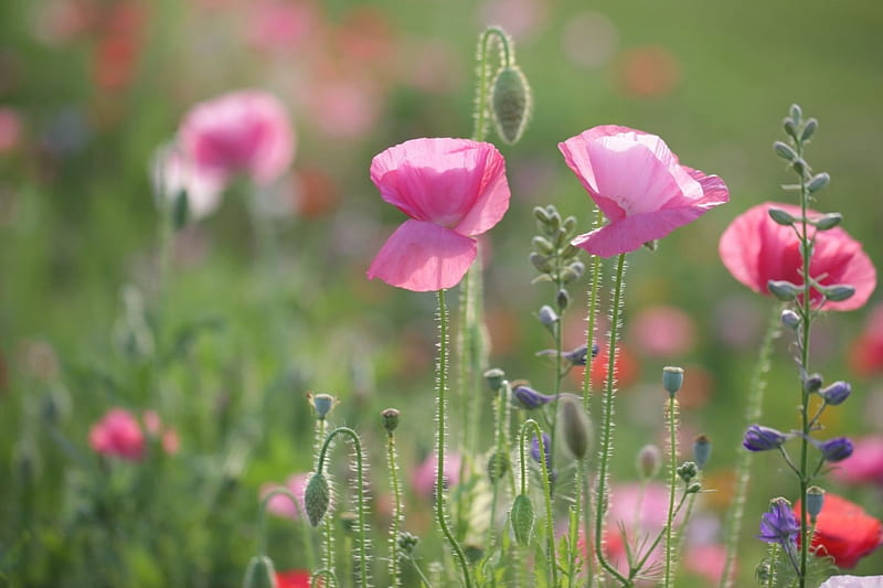 Pink Poppies, blossoms, petals, buds, field, HD wallpaper