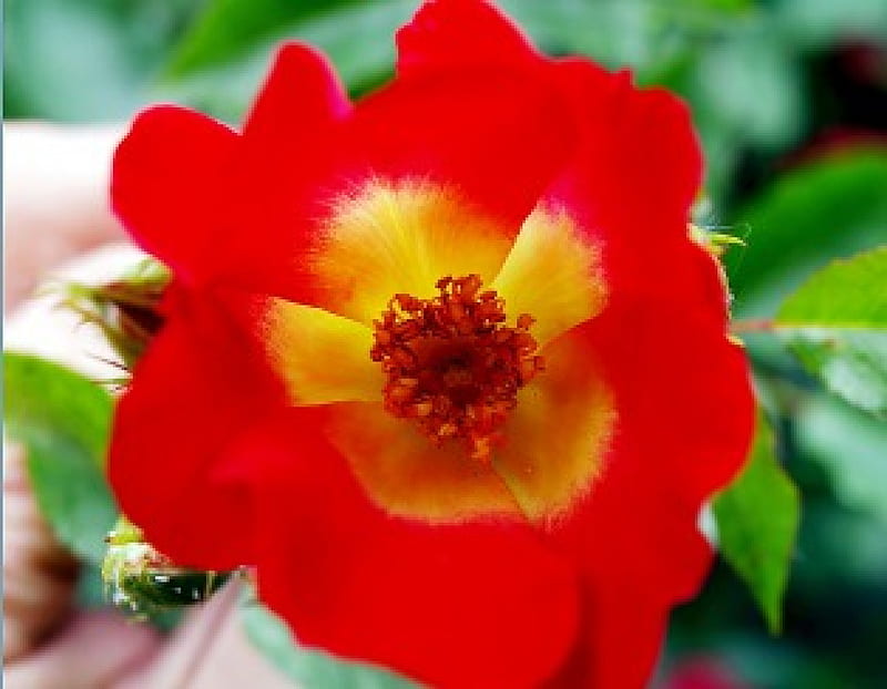 I fiori di Brosso, rose, 1, colori, di due, canina, HD wallpaper
