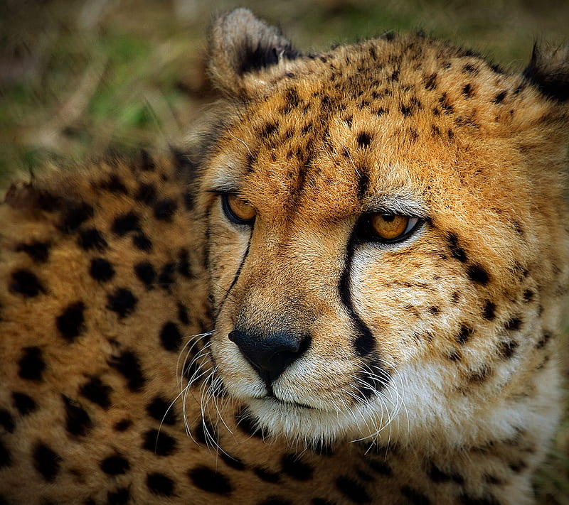 1920x1080px, 1080P free download | Cheetah, animal, cat, HD wallpaper ...