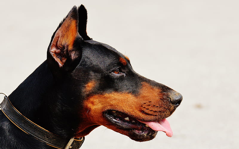 Doberman Dog, close-up, pets, cute animals, dogs, Doberman, HD wallpaper