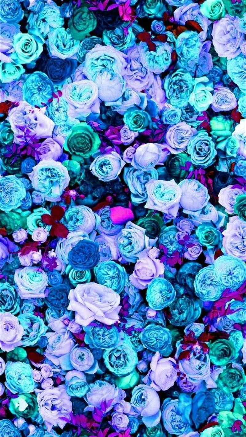 Roses, blue, flower wall, flowers, purple, rose, rose wall, HD phone wallpaper