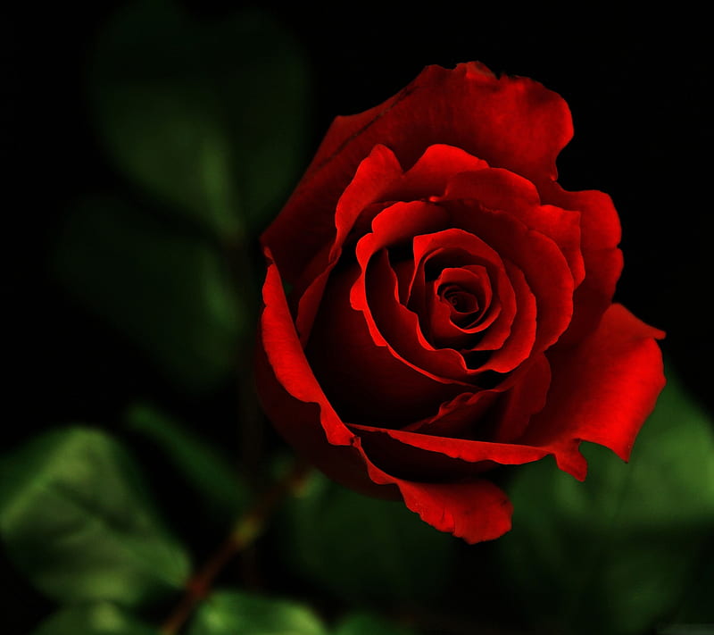 Red rose, gsd, HD wallpaper