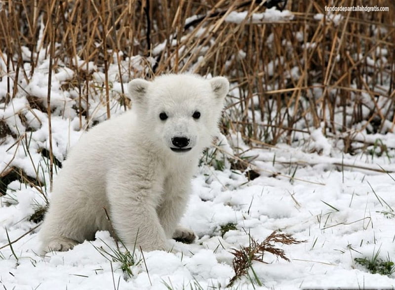 Little Polar Bear, Perfect, Snowing, Powder White, White As Snow, HD wallpaper