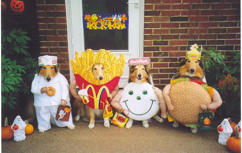 These Doggone Humans Are At It Again! , costumes, four, food, dogs, HD wallpaper