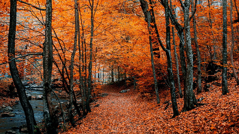 Orange Leaves Autumn Path Foliage Nature, HD wallpaper | Peakpx
