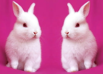 White bunnies, rabbit, by cehenot, collage, animal, cute, bunny