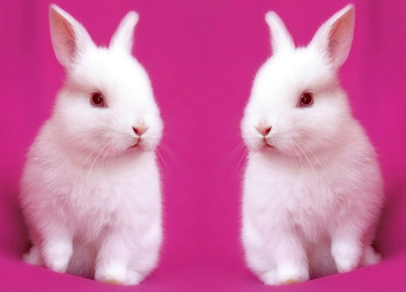 White bunnies, rabbit, by cehenot, collage, animal, cute, bunny, white,  pink, HD wallpaper | Peakpx