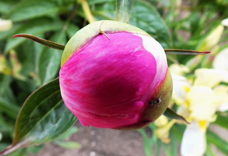 Peony., flowers, nature, spring, other, HD wallpaper