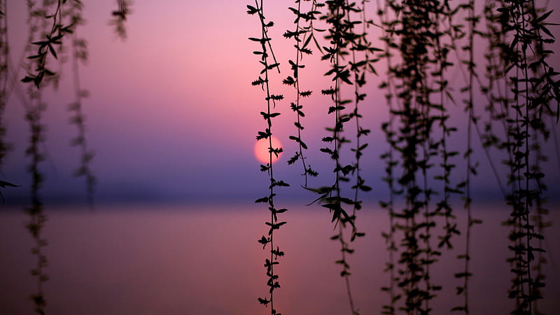 west_lake_sunset, view, west, bonito, sunset, trees, lake, purple, nature, pink, HD wallpaper