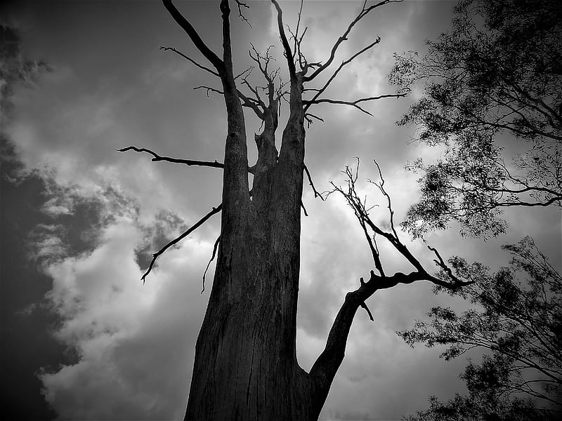 Dead but still alive, tree, dead, graphy, gum tree, dark, bonito, dead tree,  HD wallpaper | Peakpx