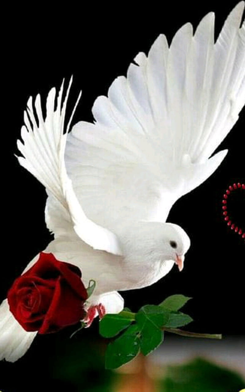 Dove of love, peace, HD phone wallpaper | Peakpx