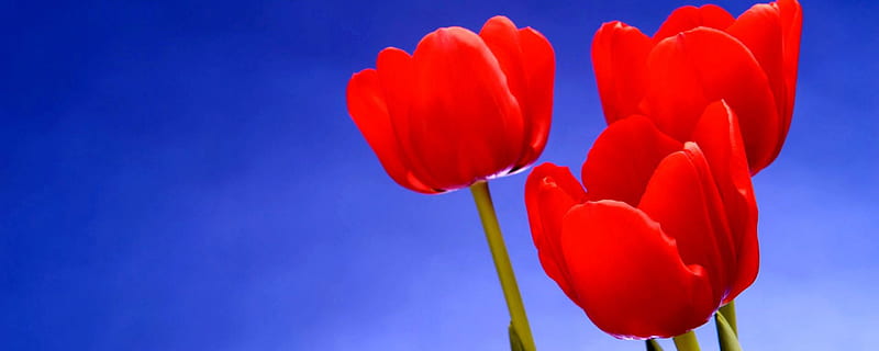 My fav red tulips, red, tulips, sky, blue, HD wallpaper