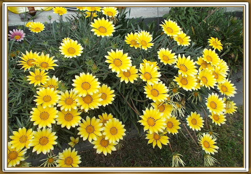 YELLOW GAZANIAS, PRETTY, NATURE, FLOWERS, HD wallpaper