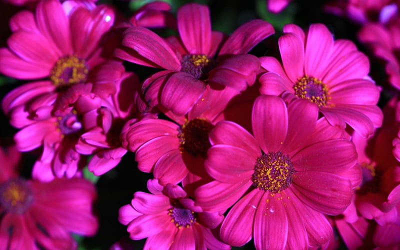 Beautiful flowers, bloom, cineraria, flowers, nature, pink, HD wallpaper