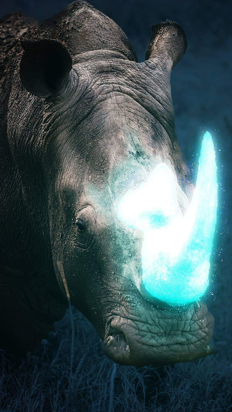 Rhino Wallpapers 65 pictures