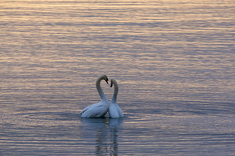 two white swan on body of water, HD wallpaper