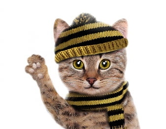 Hipster Cat With A Cool Beanie And Scarf. Cat Accessories, Hipster Cats, Cat  Beanies, Cat Scarves, Funky Feline Fashion, Stylish Cat Photos, Cat  Clothing Trends Stock Photo