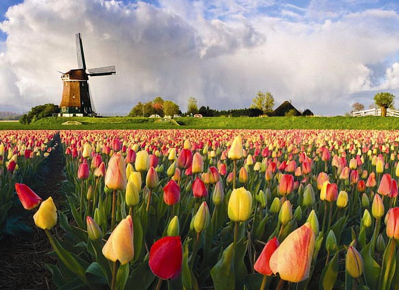 HOLLAND TULIPS, colors, flowers, nature, tulips, HD wallpaper