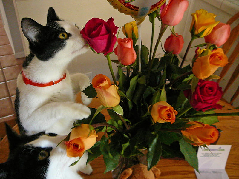 flower-lover cats, smelling, vase, roses, white black, cats, HD wallpaper