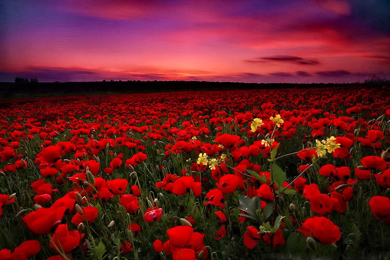 Poppy field at sunset, red, pretty, colorful, poppies, bonito, sunset, sundown, nice, sunsets, flowers, beauty, fields, sunrise, lovely, delight, red poppy, purple, nature, field, HD wallpaper