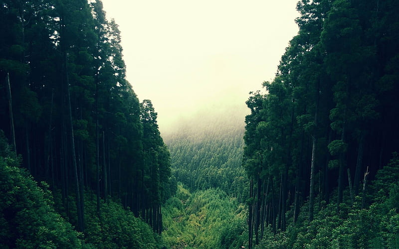 High mountain-forest landscape, HD wallpaper