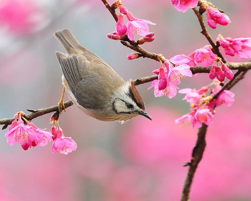 Pájaro en flor, flores rosadas, flor, pájaros, flores, naturaleza, hermoso,  rosa, Fondo de pantalla HD | Peakpx