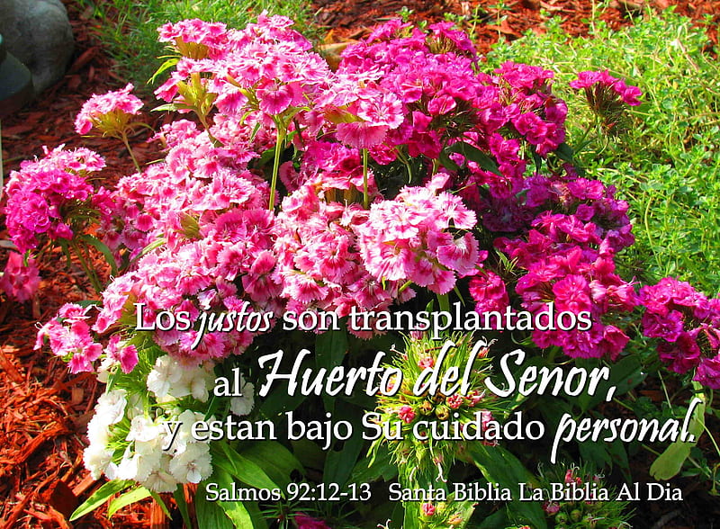 El Huerto del Senor, Sweet Williams, garden, flowers, Bible, HD wallpaper