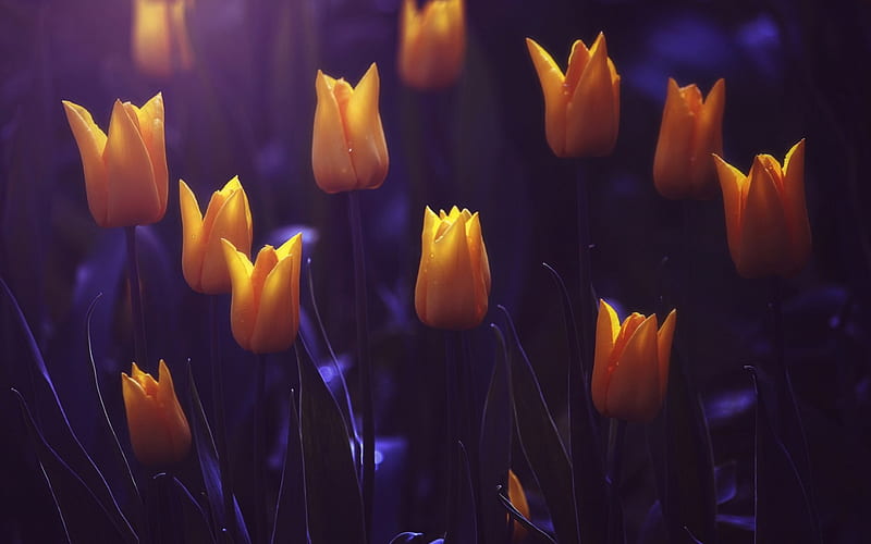 Tulip sea, purple, flower, yellow, nature, tulips, HD wallpaper