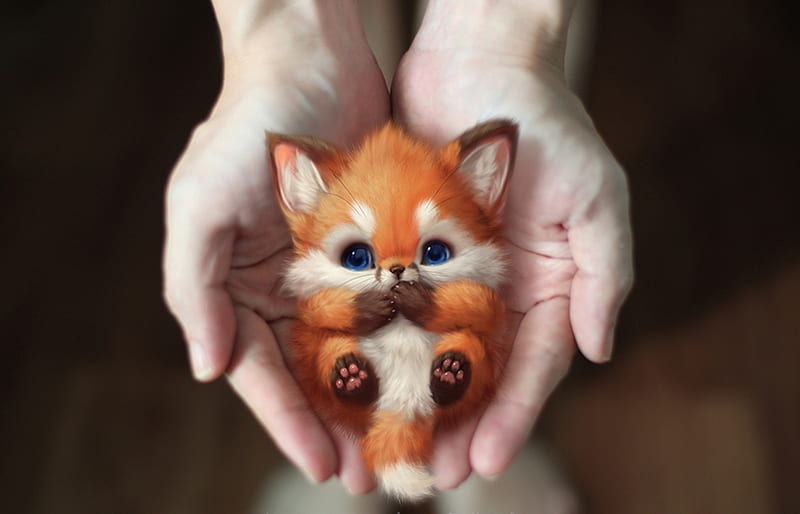 Birtay fluffy, orange, fox, hand, sweet, silverfox5213, animal, red, baby, cute, vulpe, HD wallpaper