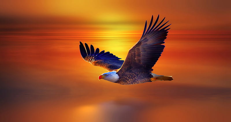 Bald Eagle, flying, eagle, birds, wings, HD wallpaper