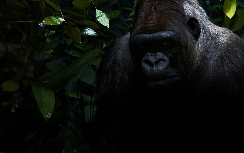 gorilla-Wild Animal, HD wallpaper