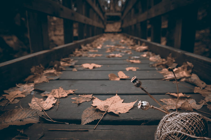 dried leaves on wooden bridge, muted, fall, leaves, bridge, wood, depth of field, HD wallpaper