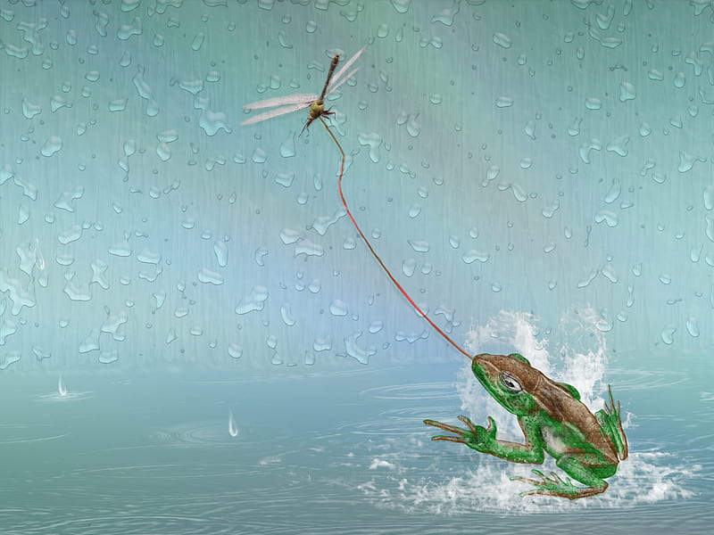 Bon Appetit, pond, frog, cool, dragonfly, rain, HD wallpaper