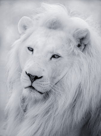 White Lion Art iPhone Wallpaper - iPhone Wallpapers