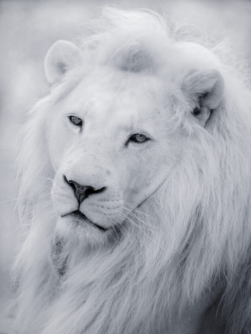 Lion, animals, big cat, cat, king, white lion, HD phone wallpaper