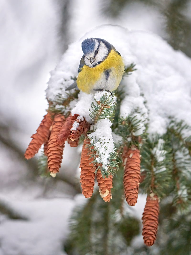 tit, bird, branches, needles, cones, snow, winter, HD phone wallpaper