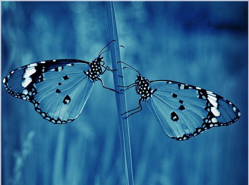 Two, nature, butterflies, butterfly, HD wallpaper