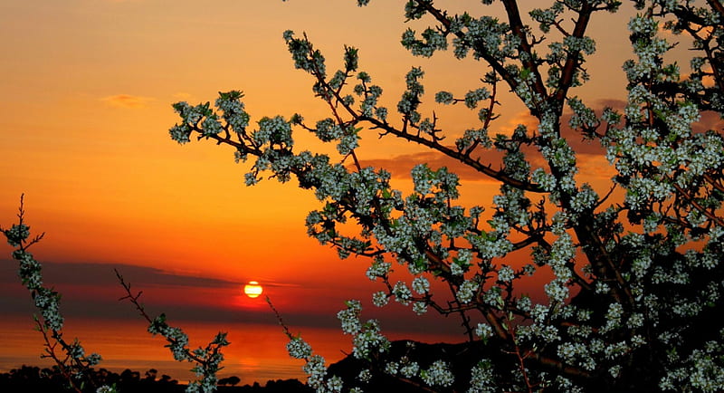 2000 Free Spring Sunset  Spring Images  Pixabay