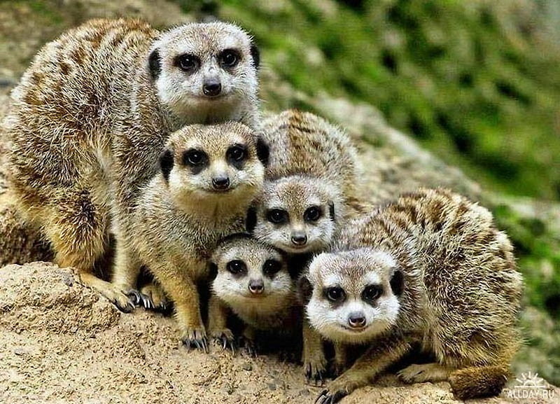 Meerkat family, meerkat, family, standing, animal, africa, HD wallpaper