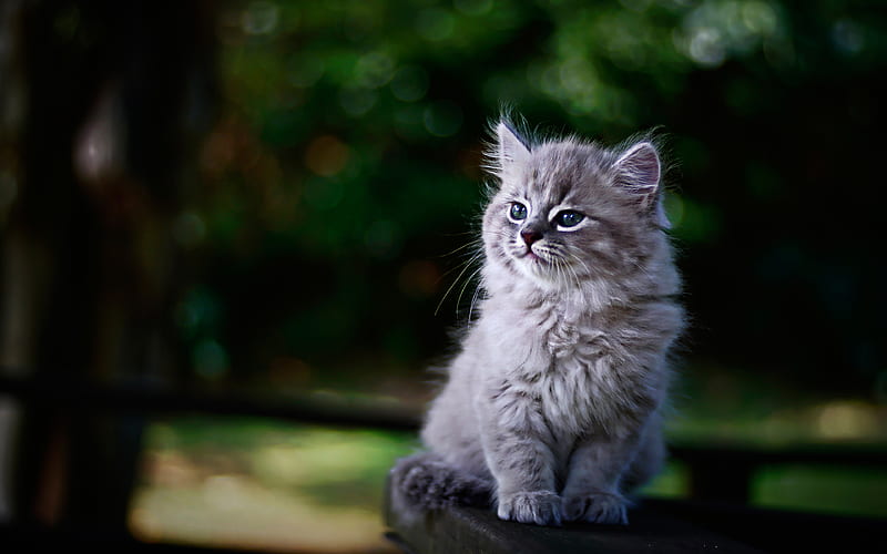 Persian kitten, gray cat, cute animals, bokeh, cats, domestic cats, pets, gray kitten, Persian Cat, HD wallpaper