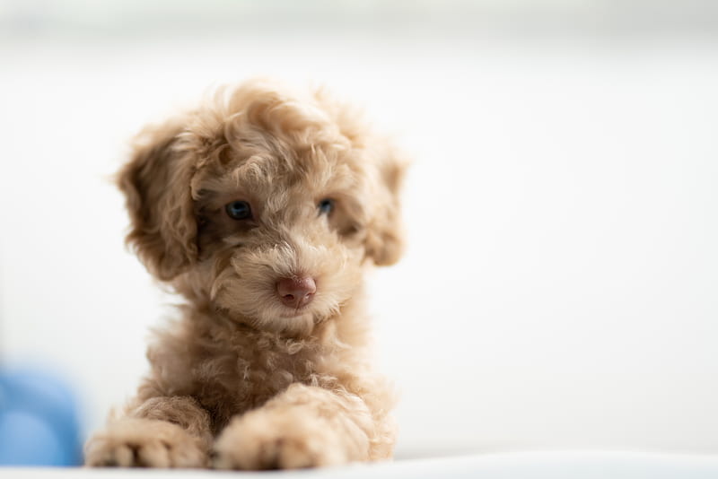 medium-coated tan puppy on white textile, HD wallpaper