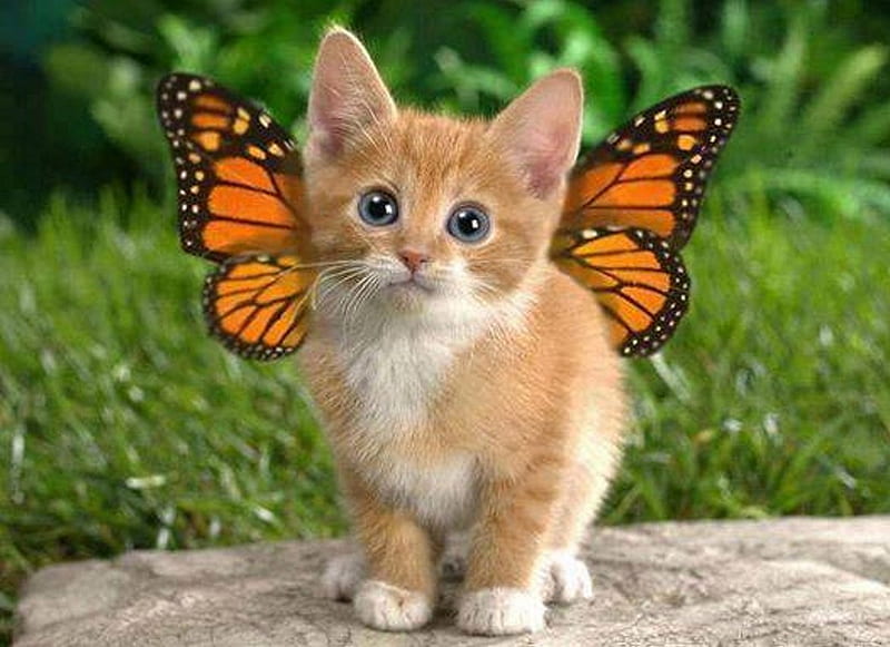 Butterfly kitten, winged, monarch, small, orange, HD wallpaper