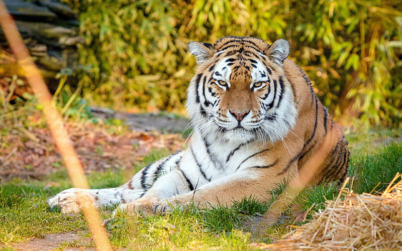 Tiger Predator Jungle 2020 Animals, HD wallpaper