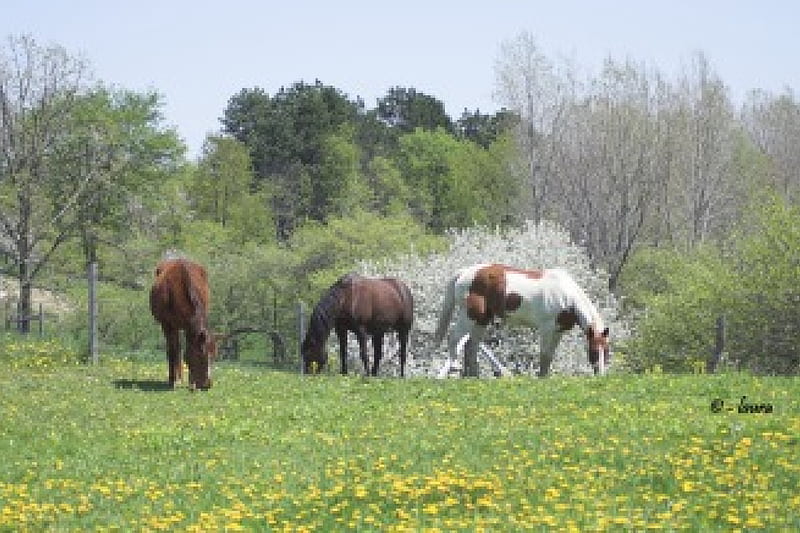 Three Horses in springtime, spring, morgan, paint, horses, HD wallpaper ...