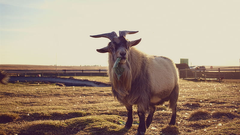 Goat, meh, horn, animal, HD wallpaper