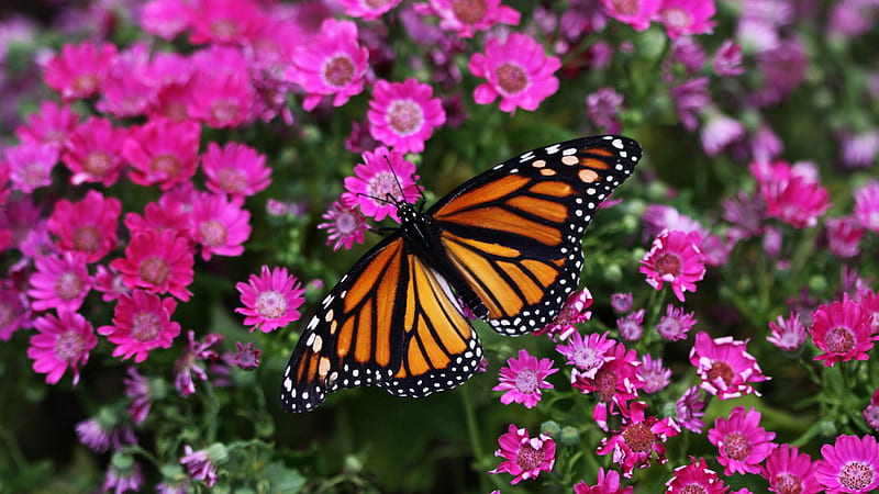 Monarch and pink flowers, butterfly, flowers, bonito, monarch, small, pink, HD wallpaper